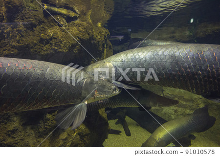 巨骨舌魚、活化石、紅魚、古魚、水族館 91010578