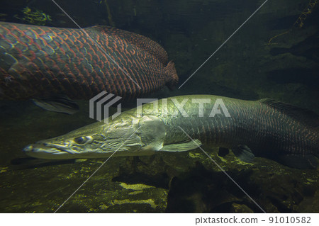 Arapaima gigas, living fossils, red fish, ancient fish, aquarium 91010582