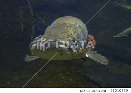Arapaima gigas, living fossils, red fish, ancient fish, aquarium 91010589