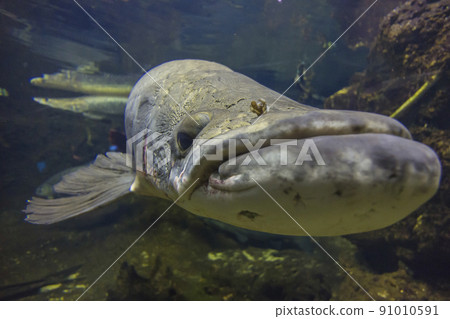 Arapaima gigas, living fossils, red fish, ancient fish, aquarium 91010591