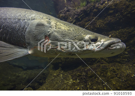 Arapaima gigas, living fossils, red fish, ancient fish, aquarium Arapaima gigas, living fossils, red fish, ancient fish, aquarium 91010593