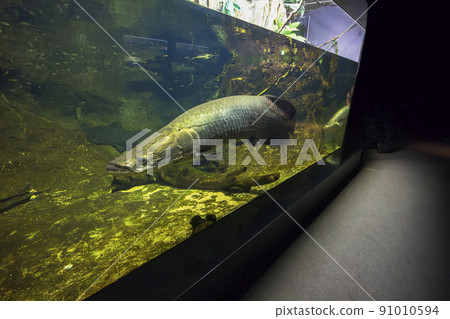 Arapaima gigas, living fossils, red fish, ancient fish, aquarium 91010594