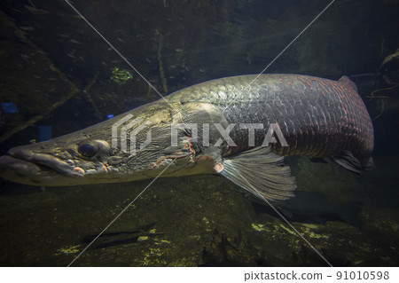 Arapaima gigas, living fossils, red fish, ancient fish, aquarium 91010598