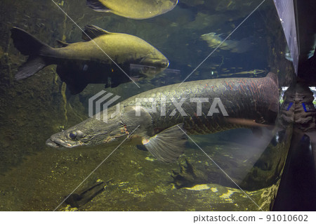 Arapaima gigas, living fossils, red fish, ancient fish, aquarium 91010602