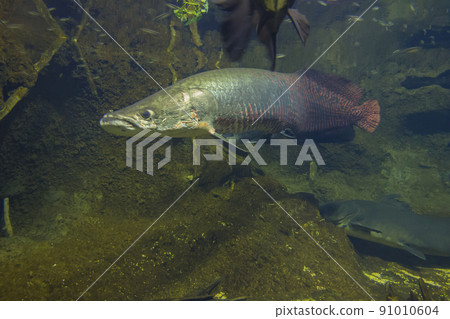 Arapaima gigas, living fossils, red fish, ancient fish, aquarium Arapaima gigas, living fossils, red fish, ancient fish, aquarium 91010604