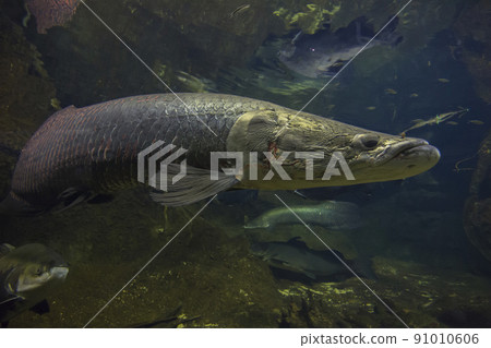 Arapaima gigas, living fossils, red fish, ancient fish, aquarium Arapaima gigas, living fossils, red fish, ancient fish, aquarium 91010606