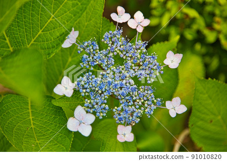 hydrangea   91010820