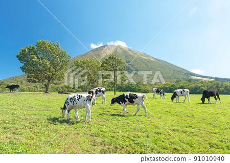 Cows grazing in Daisen (near Daisen Makiba Milk Village) 91010940