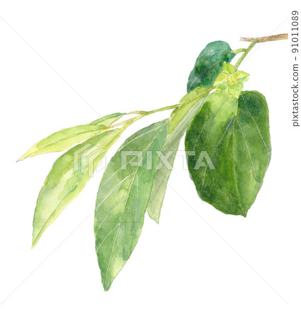 還是小綠柿子有枝有葉【手繪水彩】白色背景透明背景 91011089