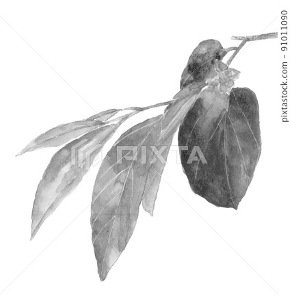 Still small green persimmon branches and leaves Monotone [ink painting style watercolor] White background transparent background 91011090