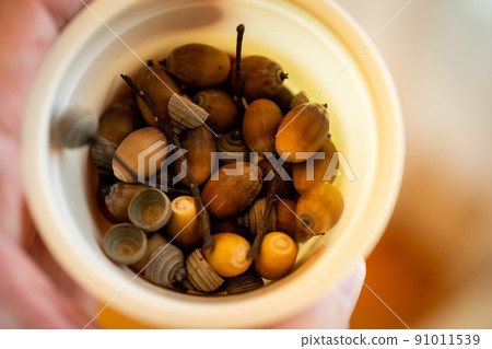 收集橡子 91011539