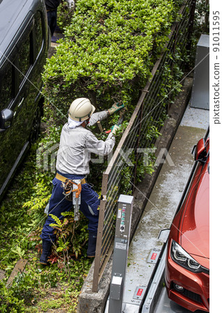 A planter pruning overgrown hedge branches 91011595