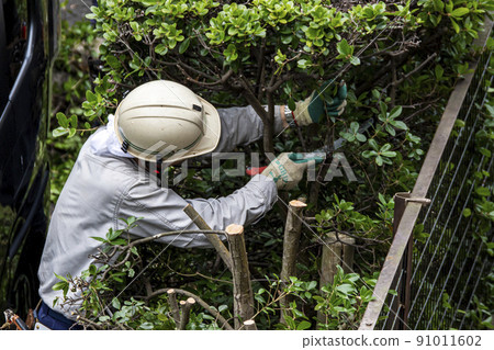A planter pruning overgrown hedge branches A planter pruning overgrown hedge branches 91011602