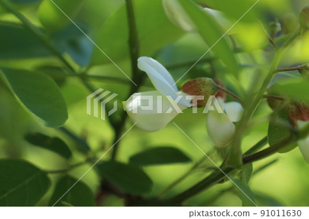 falseacacia花 91011630