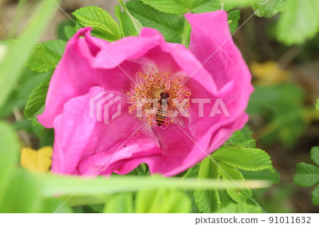 Hamanasu花和昆蟲 91011632