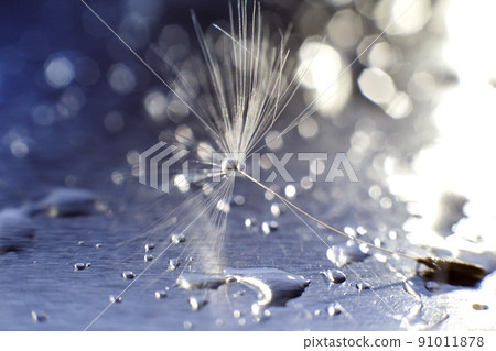 a drop of water on a dandelion. dandelion on a blue background with copy space close-up 91011878