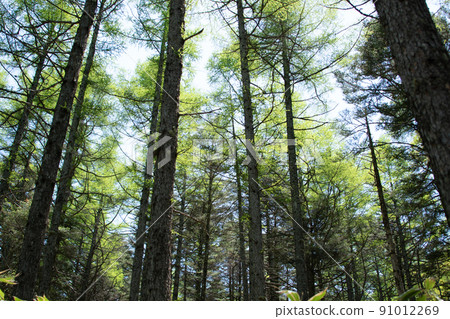 The brilliance of the sun shining through the trees 91012269