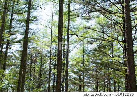 The brilliance of the sun shining through the trees 91012280