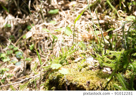 Grasses in the forest in the sunlight Grasses in the forest in the sunlight 91012281