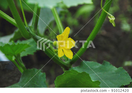 蔬菜的花是黃色的。黃瓜彷彿推開了花朵，初具雛形，吸收著雨季的水分，在我們面前迅速生長。 91012420