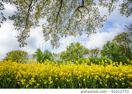 Yellow canola flowers under a tree Yellow canola flowers under a tree 91012733