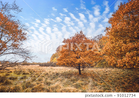 Trees in orange autumn colors in a swamp Trees in orange autumn colors in a swamp 91012734
