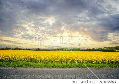 Yellow canola field in the sunset 91012803