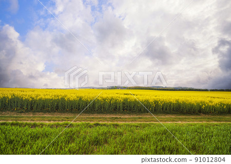 Horizontal road near a canola field Horizontal road near a canola field 91012804