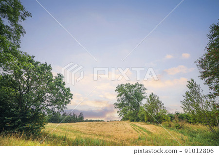 Wheat crops in a rural summer landscape Wheat crops in a rural summer landscape 91012806