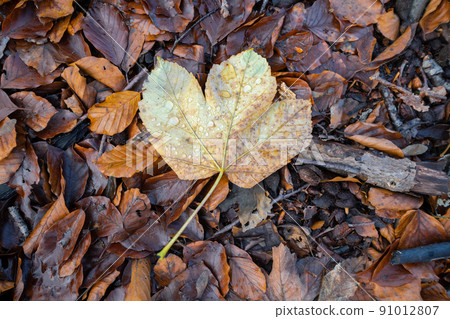 Autumn maple on the forest floor Autumn maple on the forest floor 91012807