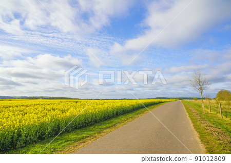 Countryside road with a yellow blooming canola field 91012809