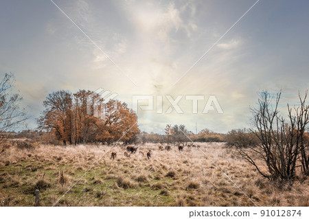 Hereford cattle walking in high golden grass Hereford cattle walking in high golden grass 91012874
