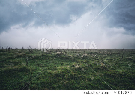 Dew in the grass on a cloudy morning 91012876