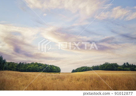 Summer landscape with golden grain crops 91012877
