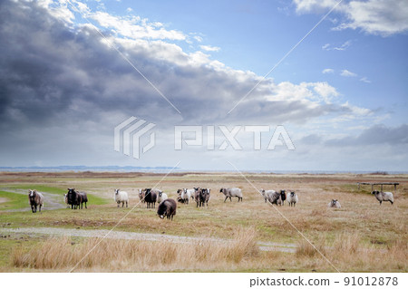 Sheep grazing on a dry land close to the sea 91012878