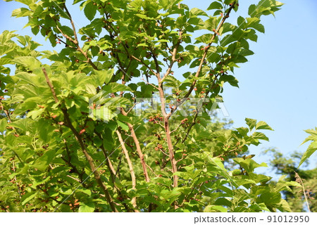 Mulberry Mulberry 91012950
