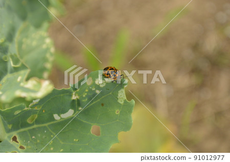 以西蘭花為食的 Eurydema rugosa 幼蟲 以西蘭花為食的 Eurydema rugosa 幼蟲 91012977