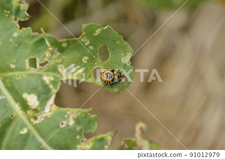 以西蘭花為食的 Eurydema rugosa 幼蟲 以西蘭花為食的 Eurydema rugosa 幼蟲 91012979