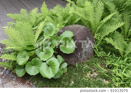 鴕鳥蕨（野生植物 / kogomi） 91013070