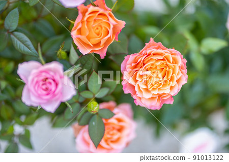 Bush roses flowers Bush roses flowers 91013122