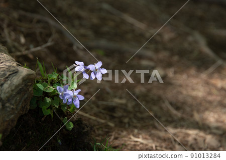 Purple flowers that bloom quietly in the forest Purple flowers that bloom quietly in the forest 91013284
