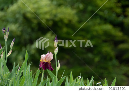 Purple flowers blooming in the sunny meadow Purple flowers blooming in the sunny meadow 91013301