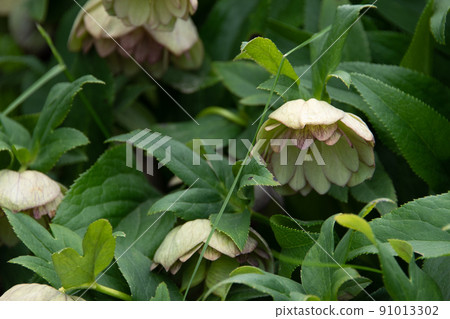 Christmas rose that blooms quietly in the meadow Christmas rose that blooms quietly in the meadow 91013302