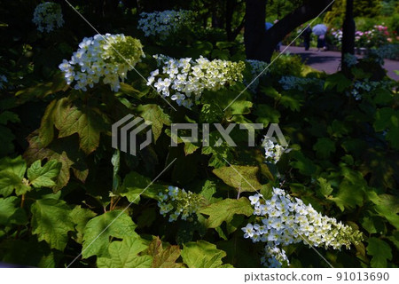 Kashiwaba hydrangea Kashiwaba hydrangea 91013690