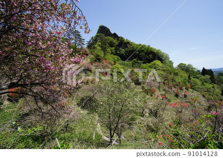 群馬縣妙木櫻之佐藤山辻和八重櫻背景中的尖山是第一塊岩石 2022 年 4 月 30 日 91014128