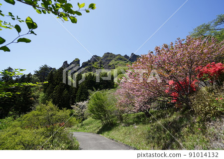 Gunma Prefecture Mt. Myogi Sakura no Sato Yamatsutsuji and Yae Sakura The mountain in the background is Mt. Kondo, April 30, 2022 Gunma Prefecture Mt. Myogi Sakura no Sato Yamatsutsuji and Yae Sakura The mountain in the background is Mt. Kondo, April 30, 2022 91014132