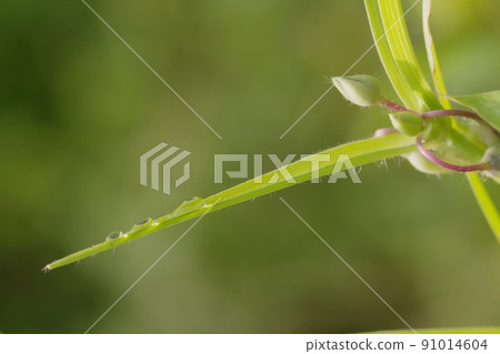 Droplets of water Droplets of water 91014604