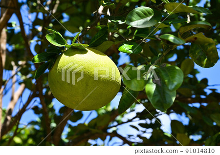 柚子 柚子 柚子 中秋 柚子 熏香 朱心 柚子 柚子 雷霆柚子 柚子 柚子 香橙 柚子 柚子 柚子 91014810