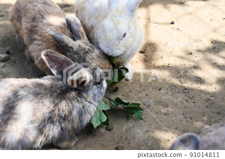 農場飼養的兔子、兔子、動物、草食動物、白兔 農場飼養的兔子、兔子、動物、草食動物、白兔 91014811