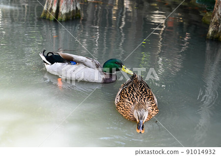 Mallard duck, mallard duck, mallard duck, mallard duck, wild duck, old duck, house duck habituation species. Mallard duck, mallard duck, mallard duck, mallard duck, wild duck, old duck, house duck habituation species. 91014932